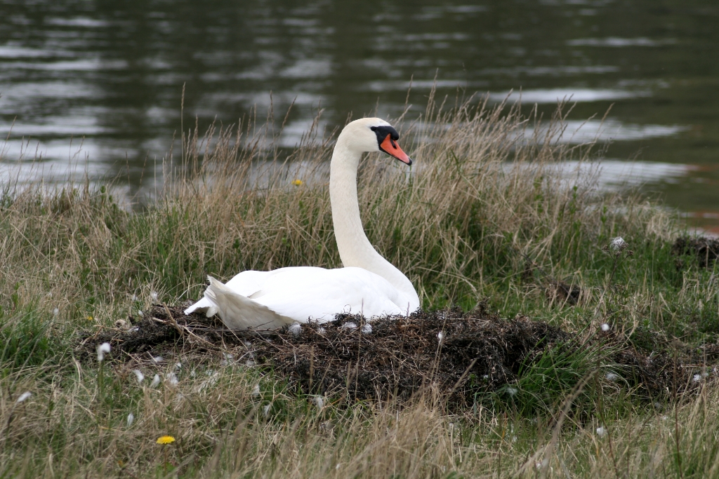 VWG vogelreis Oost Duitsland mei 2010 221